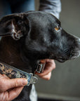 Collar de perro